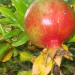 pomegranate and relationship marketing